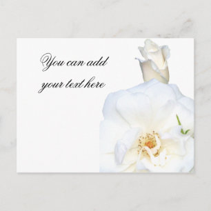 Postal Rosas blancas_