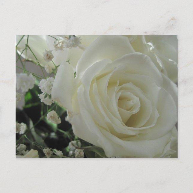 Postal Rosas blancas (Anverso)