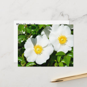 Postal Rosas Blancas Cherokee Raras