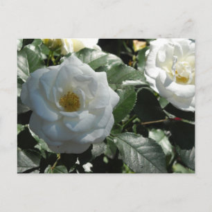 Postal Rosas Blancas Elegantes