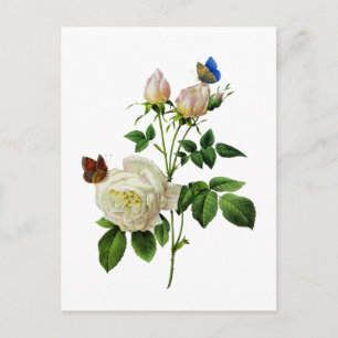 Postal Rosas blancos y mariposas por Redoute
