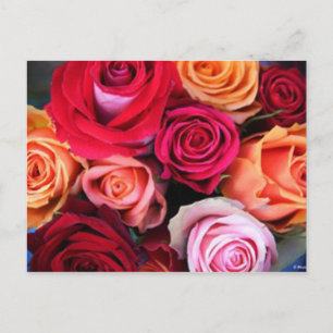 Postal Rosas Bouquet Postcard