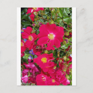 Postal Rosas Briar y violetas dulces