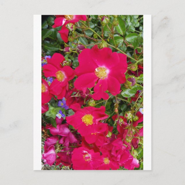 Postal Rosas Briar y violetas dulces (Anverso)