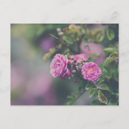 Postal Rosas de col