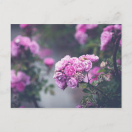 Postal Rosas de col