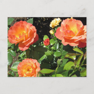 Postal Rosas de Coral Hermosas