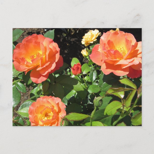 Postal Rosas de Coral Hermosas (Anverso)