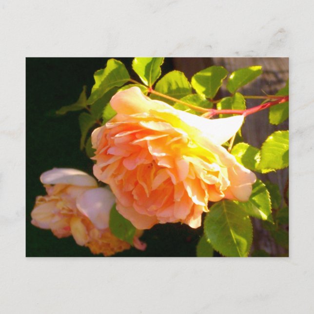 Postal Rosas de Country Peach (Anverso)