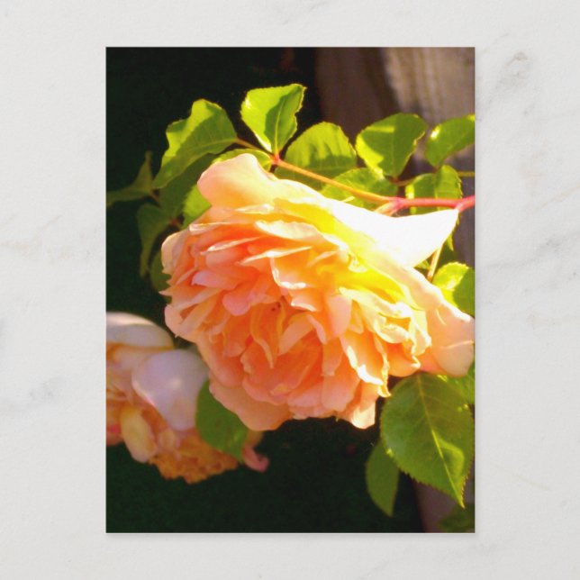 Postal Rosas de Country Peach (Anverso)