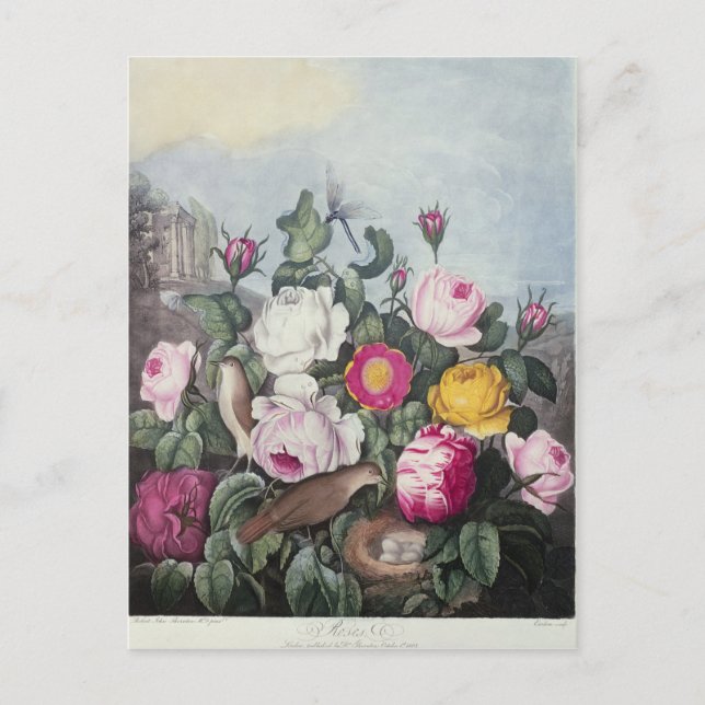 Postal Rosas de 'El templo de la flora' (Anverso)