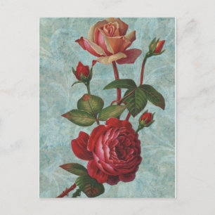 Postal Rosas de época
