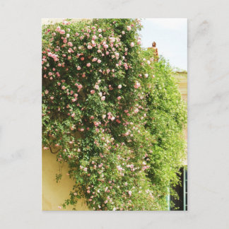 Postal Rosas de escalada de PINK