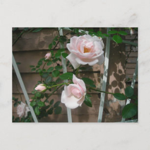 Postal rosas de escalada rosa