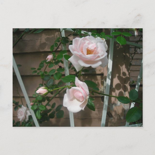 Postal rosas de escalada rosa (Anverso)
