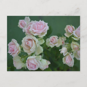 Postal Rosas de jardín de hermoso color rosa pálido