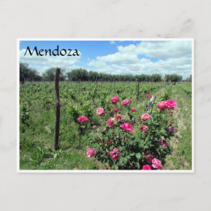 Postal rosas de vino de mendoza