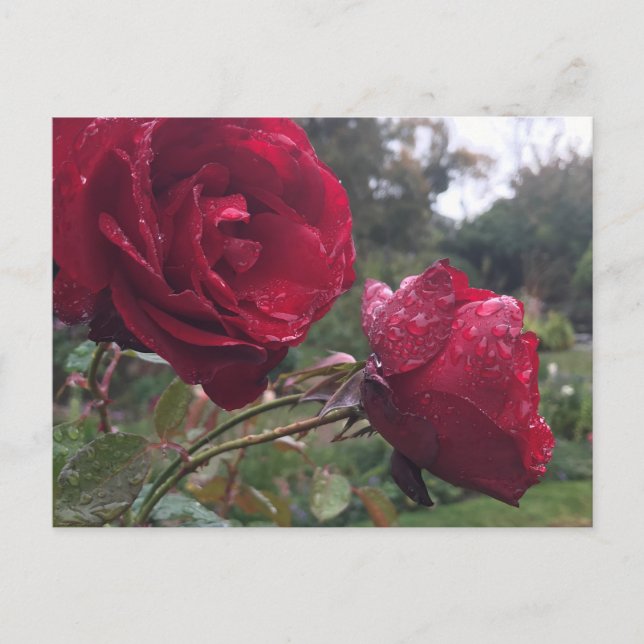 Postal Rosas Dew Drop (Anverso)