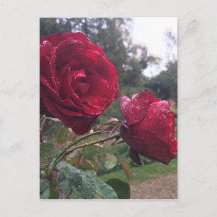 Postal Rosas Dew Drop