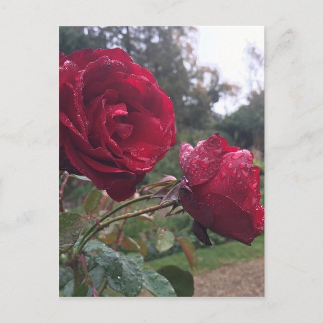 Postal Rosas Dew Drop (Anverso)