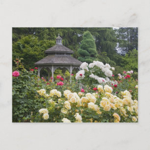 Postal Rosas en flor y jardín de rosas Gazebo en el