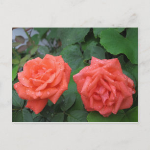 Postal Rosas en la lluvia 7-19-2012 001.JPG
