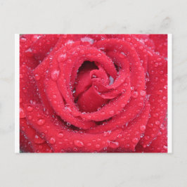 Postal rosas flores florecen pétalos gotas de agua