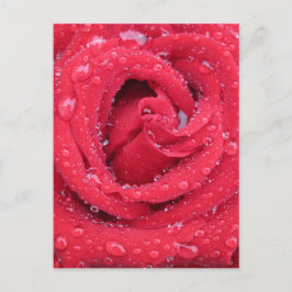 Postal rosas flores florecen pétalos gotas de agua