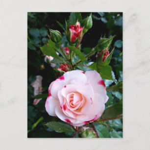 Postal Rosas Flores, Rosas Blancas Rojas Rosadas