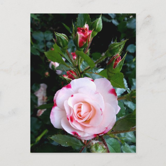 Postal Rosas Flores, Rosas Blancas Rojas Rosadas (Anverso)