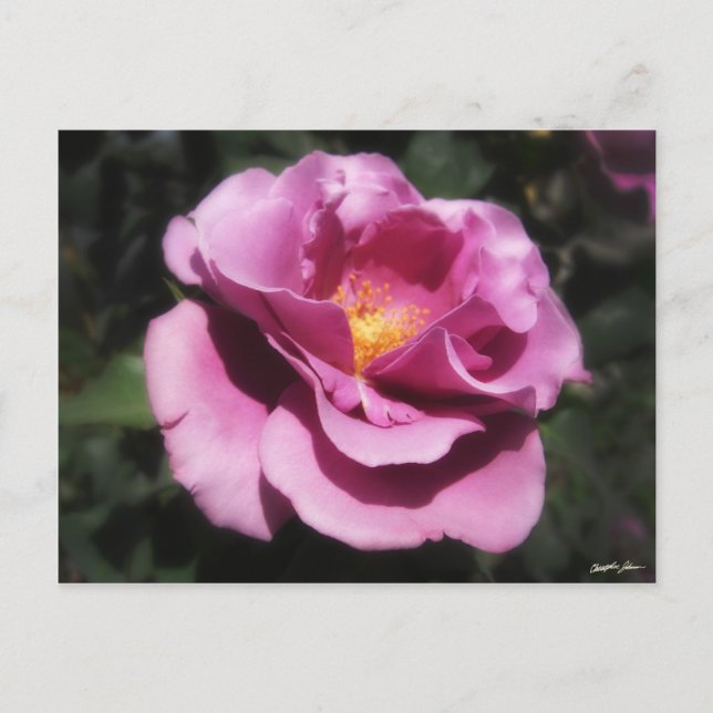 Postal Rosas Moradas 3 (Anverso)