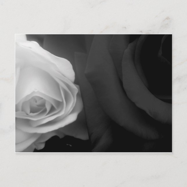 Postal Rosas negras y blancas (Anverso)
