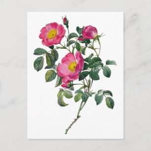 Postal Rosas Pierre Joseph Redoute