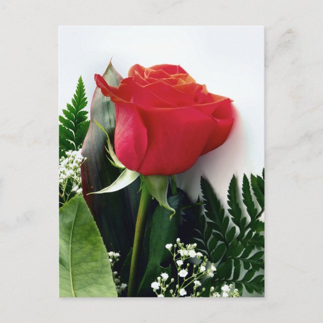 Postal Rosas rojas (Anverso)