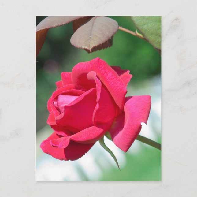 Postal Rosas rojas (Anverso)