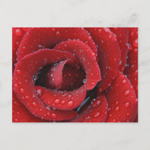 Postal Rosas rojas cubiertas adornan el sitio de la tumba