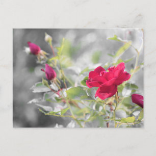 Postal Rosas rojas del verano