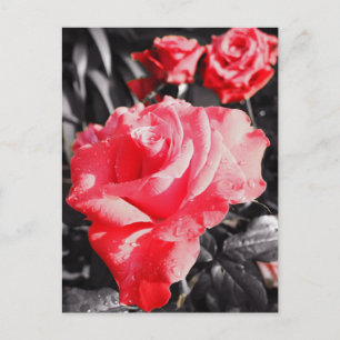 Postal Rosas rojas románticas