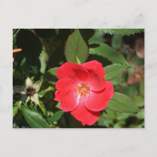 Postal Rosas rojas y magnolias de Georgia por criquet