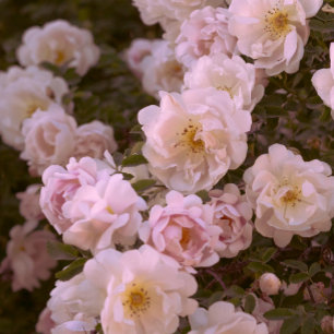 Postal Rosas románticos oscuros