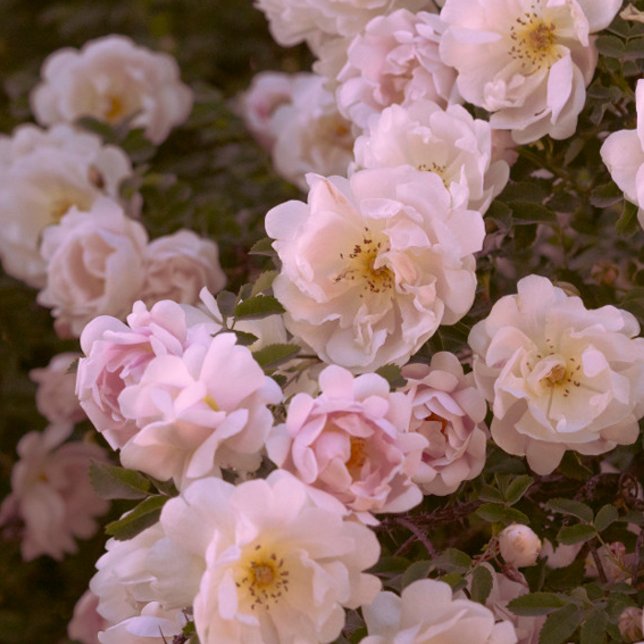Postal Rosas románticos oscuros (Subido por el creador)