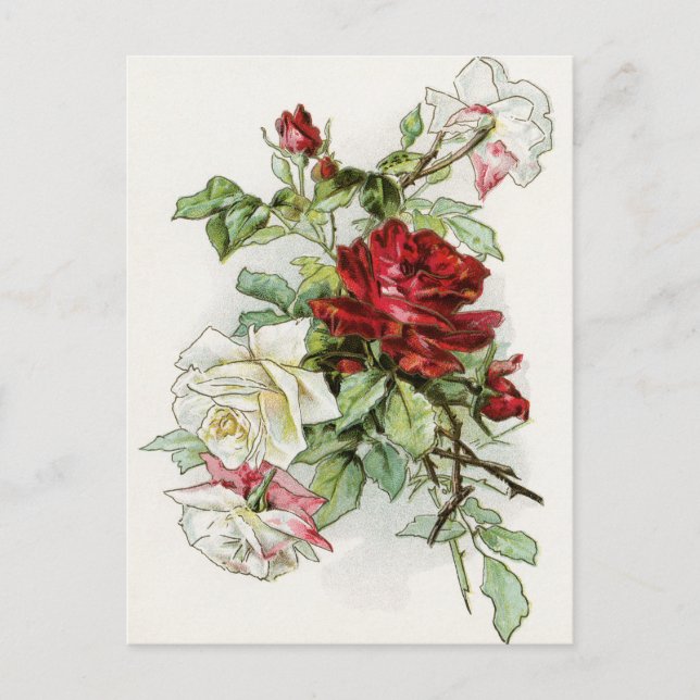 Postal Rosas rosa victoriano vintage (Anverso)