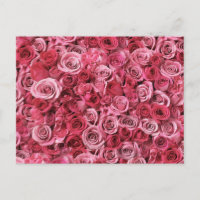 Rosas rosadas hermosas