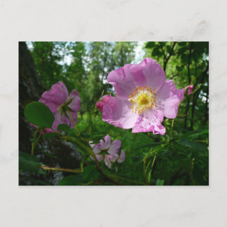 Postal Rosas rosadas silvestres en Alaska