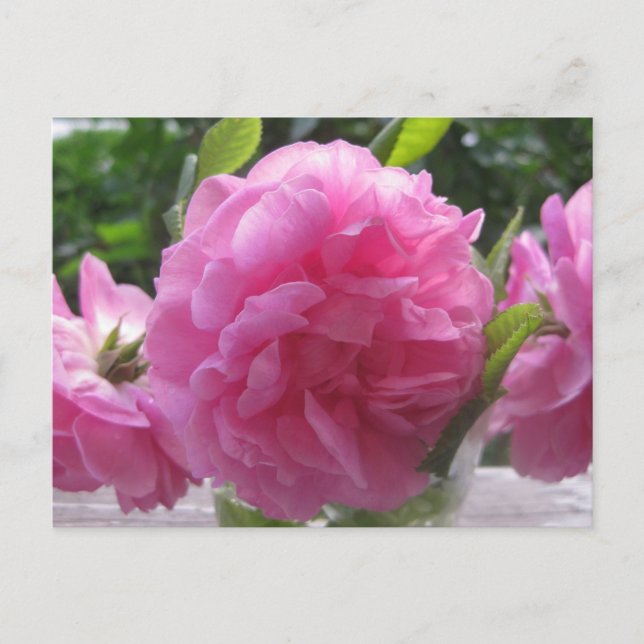 Postal Rosas rosados antiguos (Anverso)