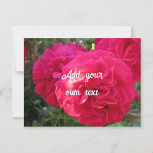 Postal Rosas rosados calientes - Personalizados