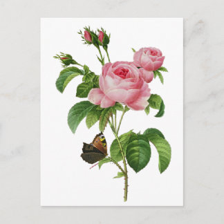 Postal Rosas rosados de Redoute