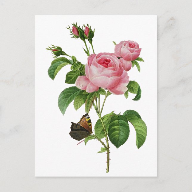 Postal Rosas rosados de Redoute (Anverso)