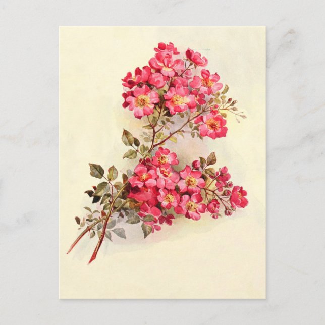 Postal Rosas rosas rosadas románticas (Anverso)