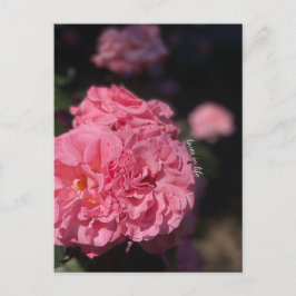 Postal Rosas rosas rosas